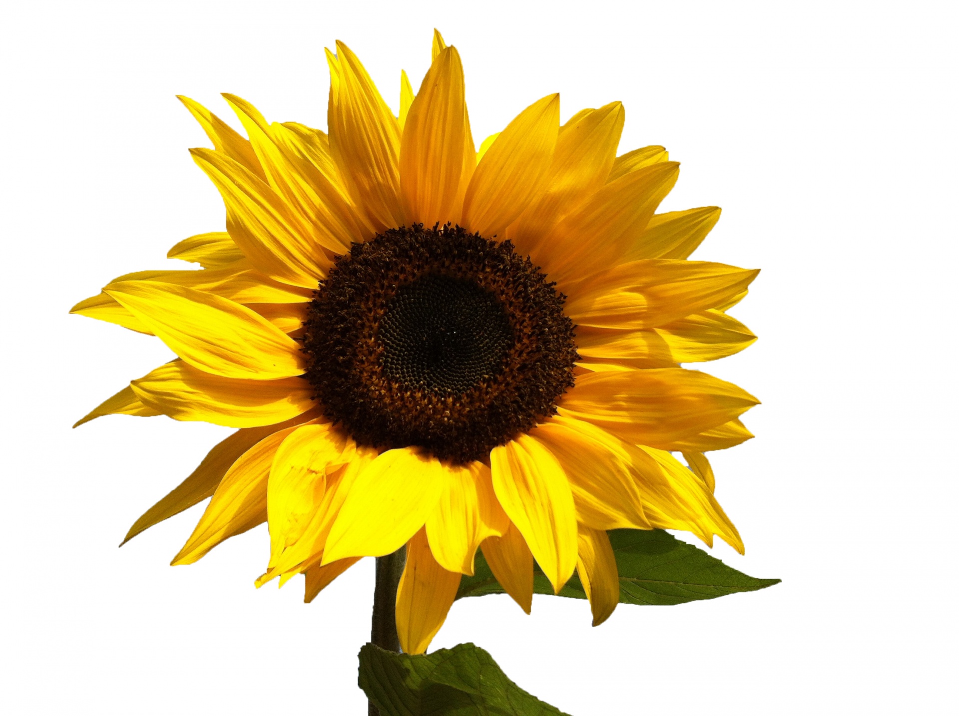 sunflower flower beautiful free photo