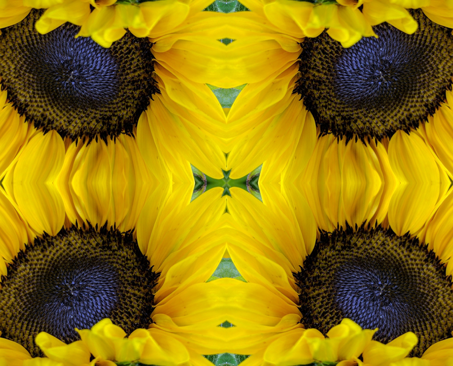 sunflower sunflowers flowers free photo