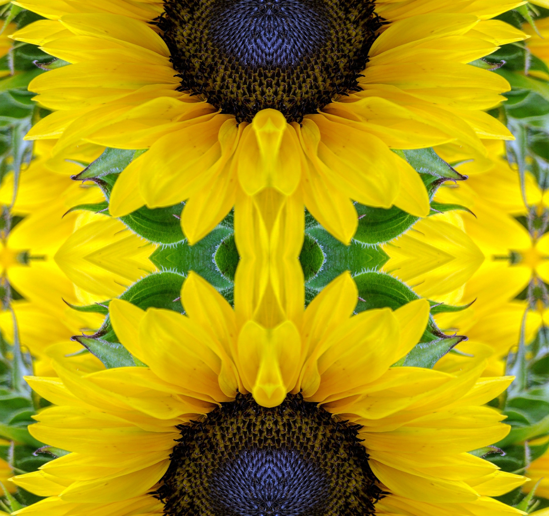 sunflower sunflowers flowers free photo