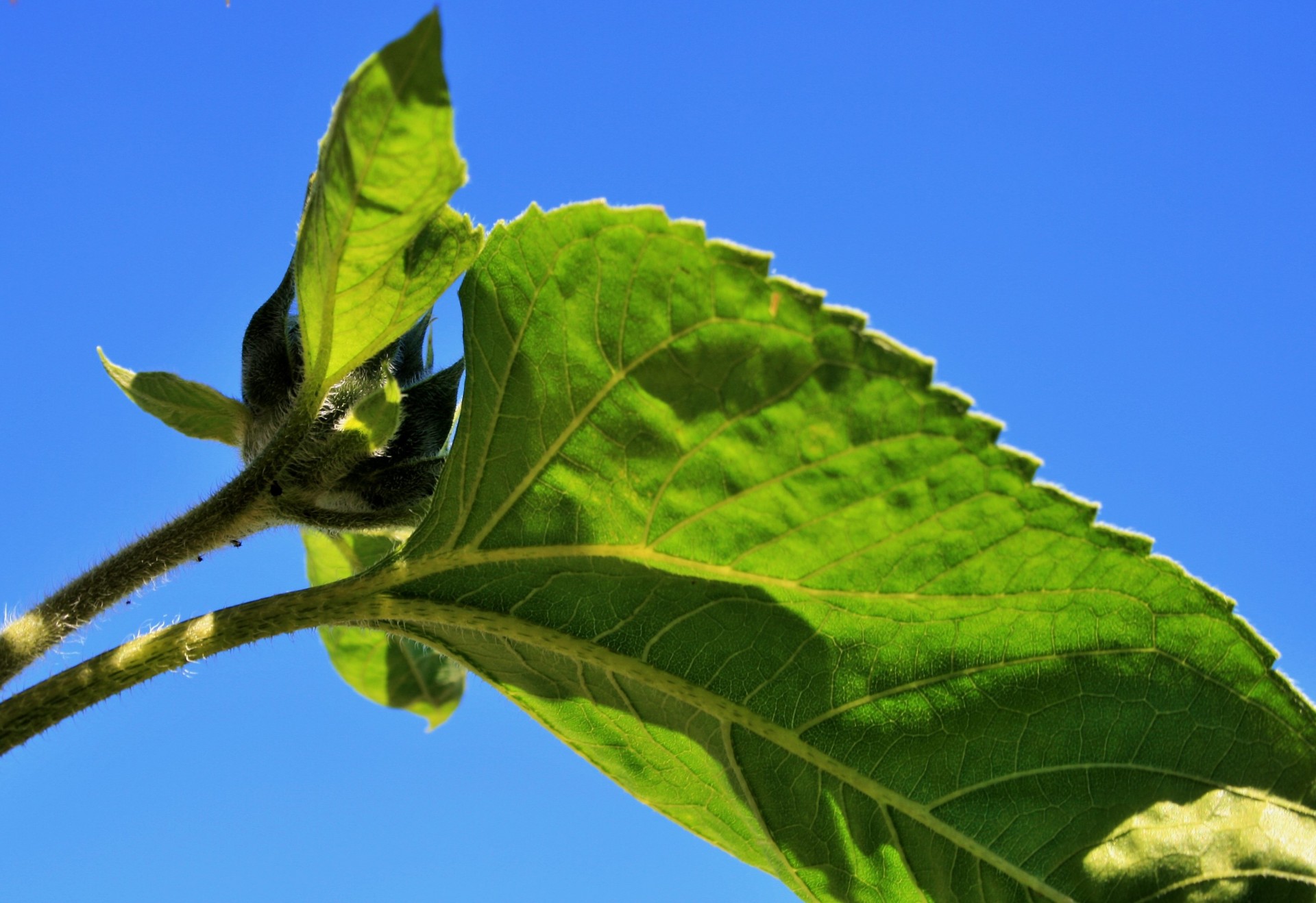 sunflower leaf green free photo