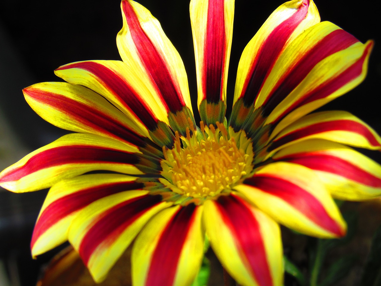 sunflower mexican flower nature free photo