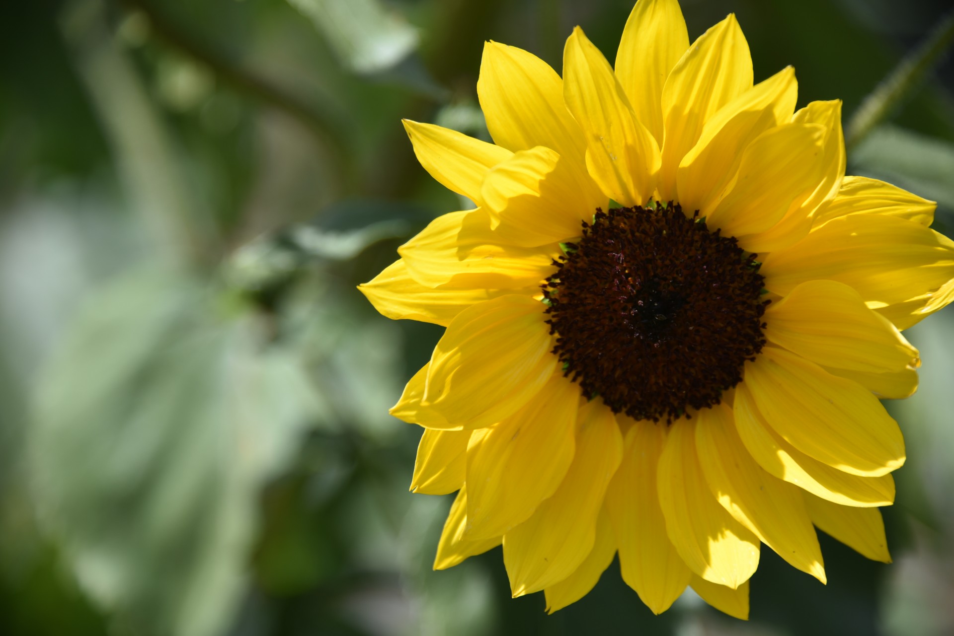 sunflower petals yellow free photo