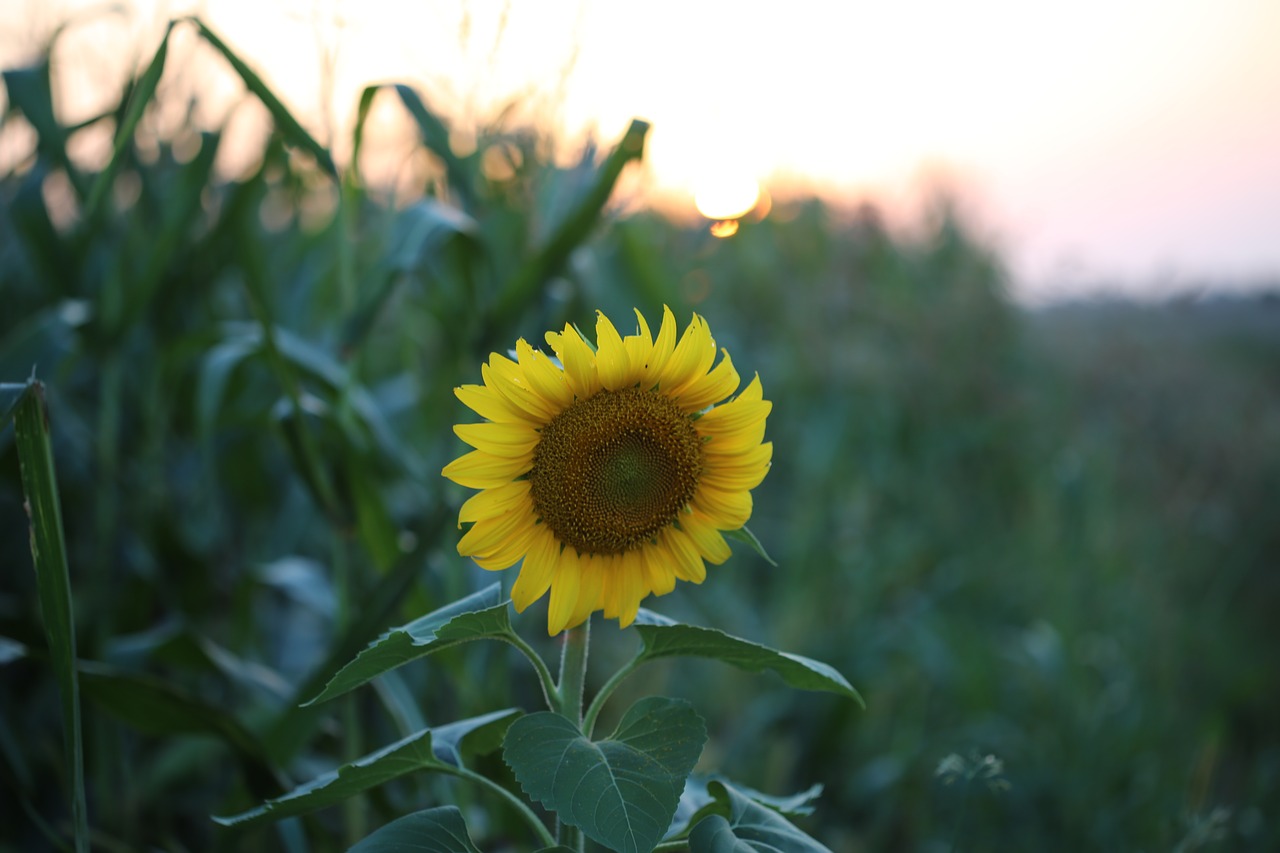 sunflower on sunset evening summer free photo