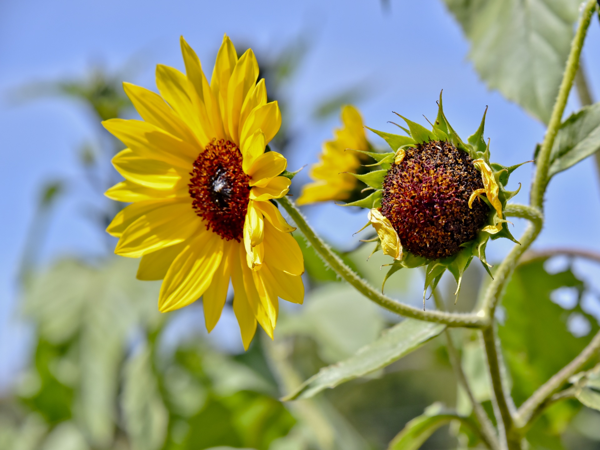 sunflower flower flowers free photo