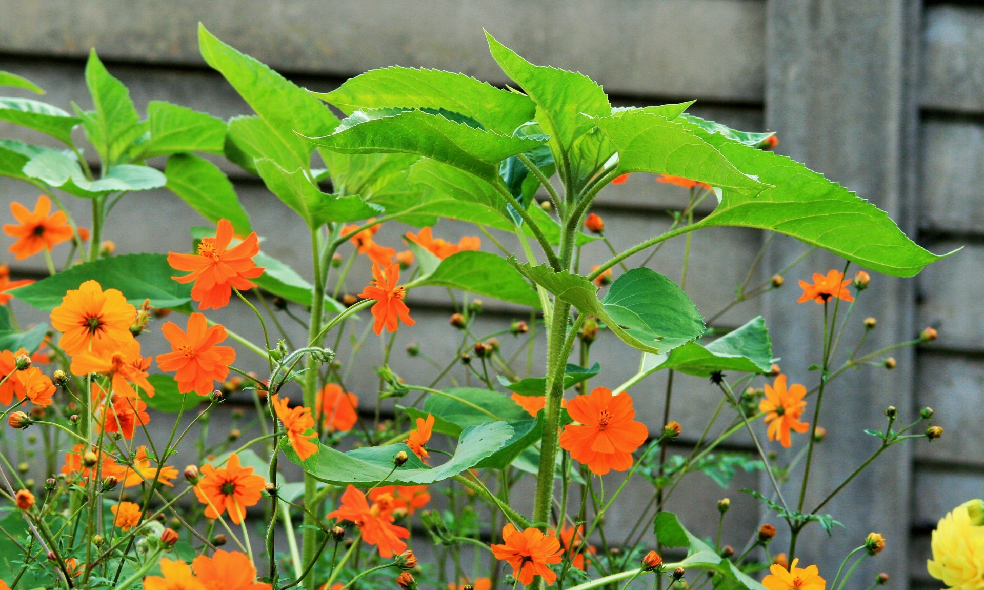 plants sunflower new free photo