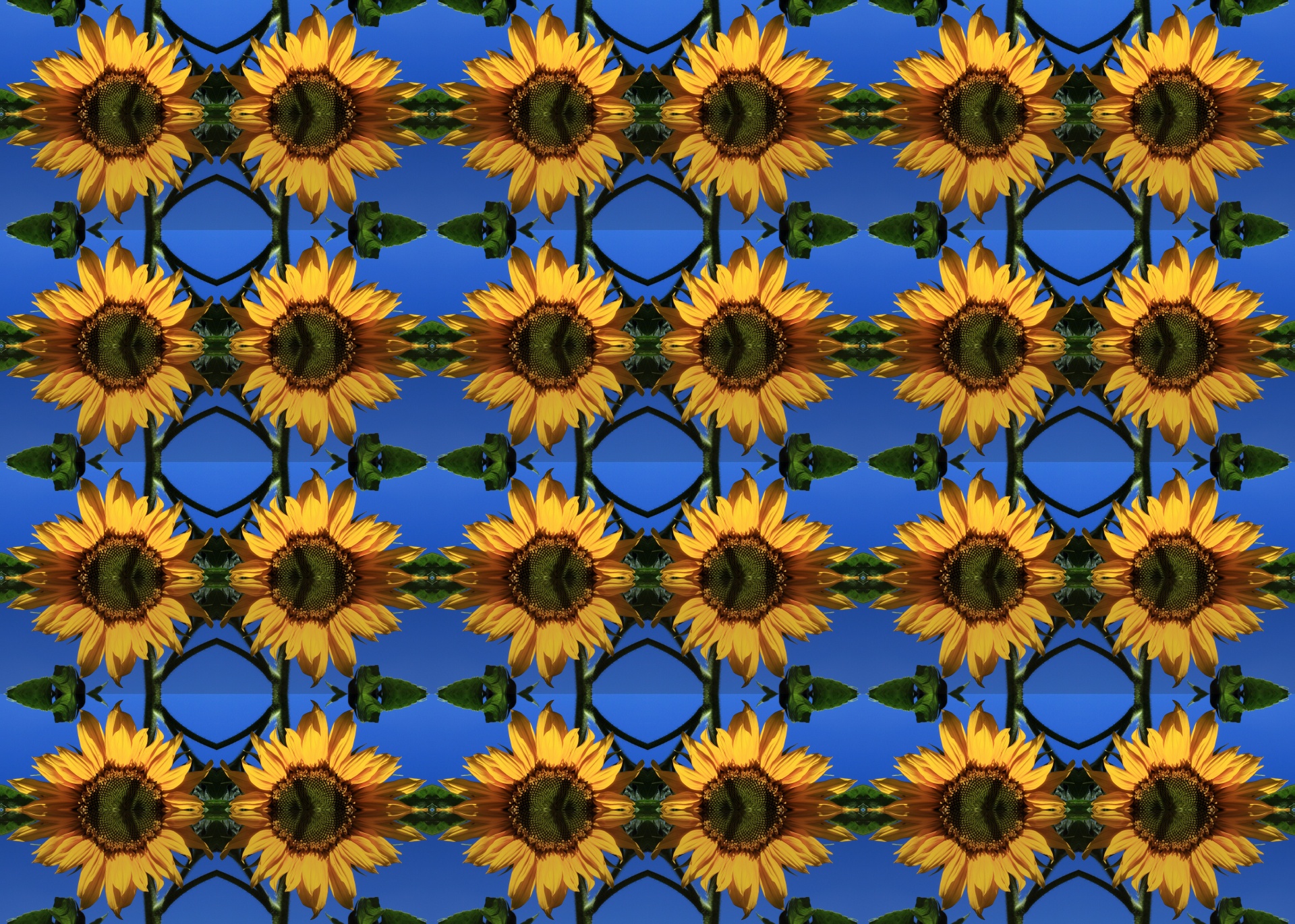 sunflower repeat yellow free photo