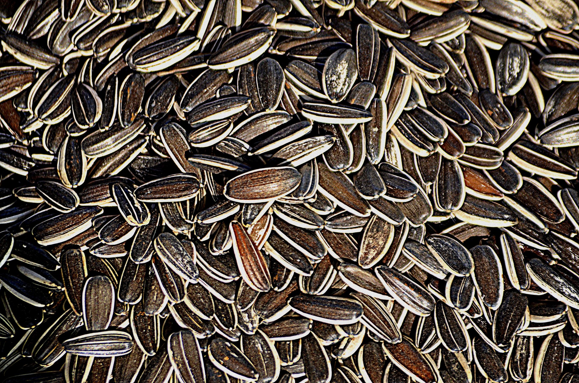 sunflower-seeds-1390130710oCV.jpg