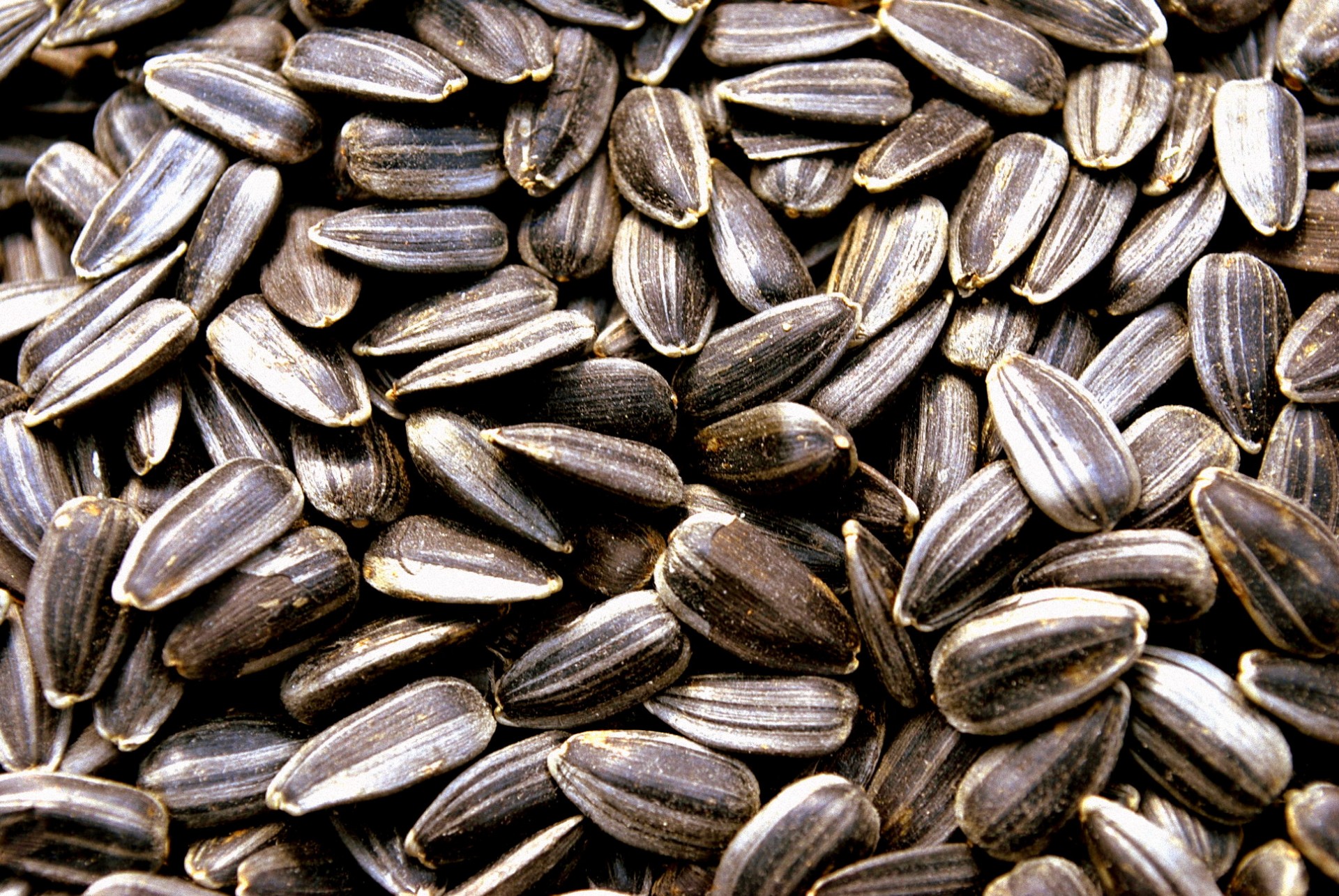 food snack seeds free photo