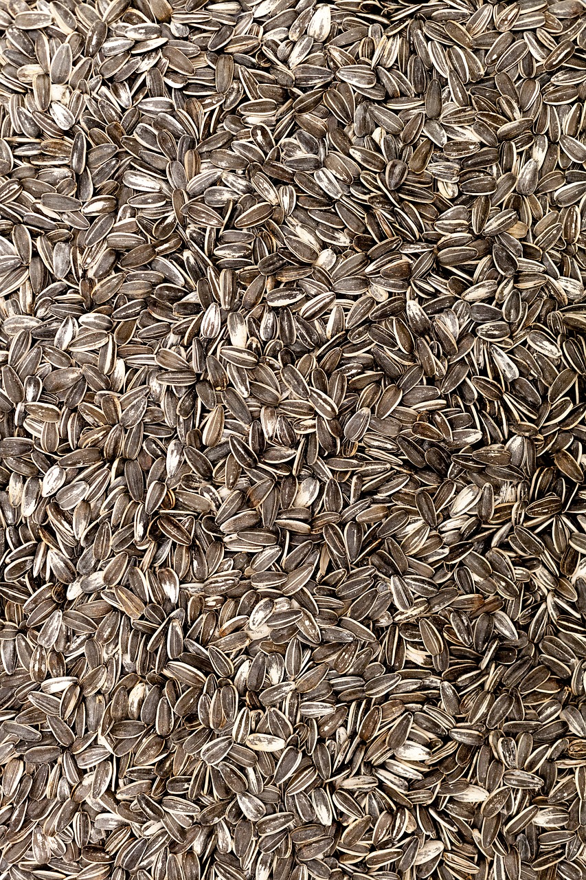 sunflower seeds  food  sunflower free photo