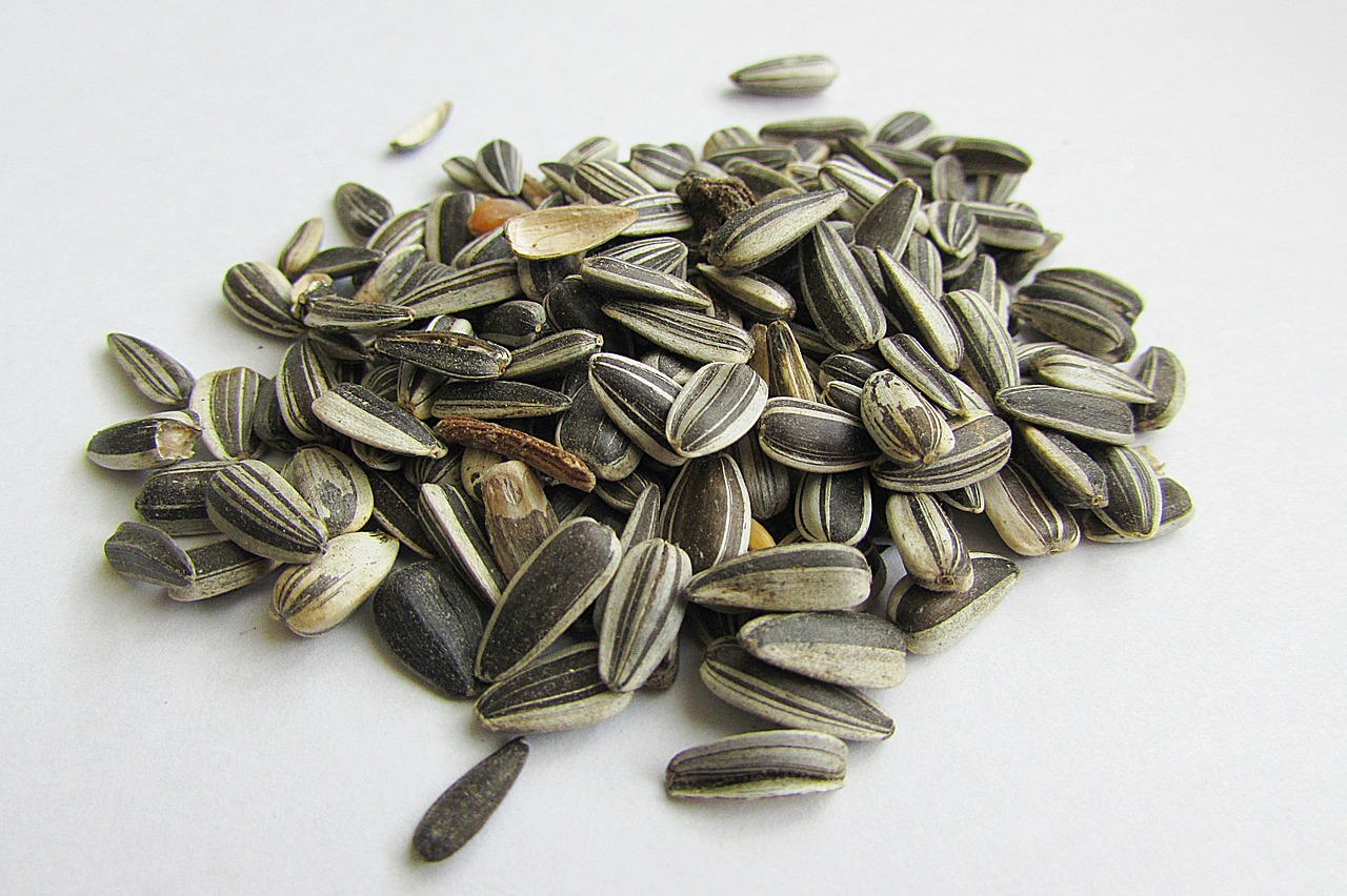 sunflower seeds shell cores free photo