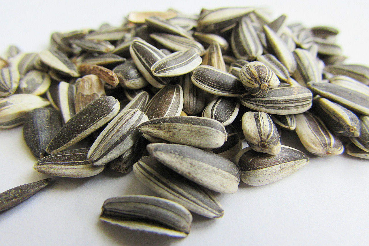 sunflower seeds bird seed cores free photo