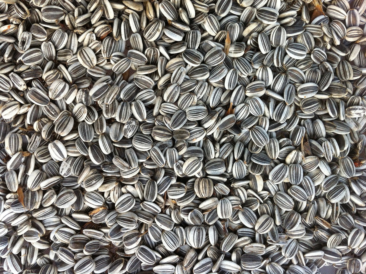 sunflower seeds food agriculture free photo