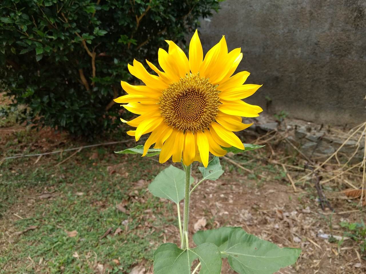 sunflower splendor single free photo