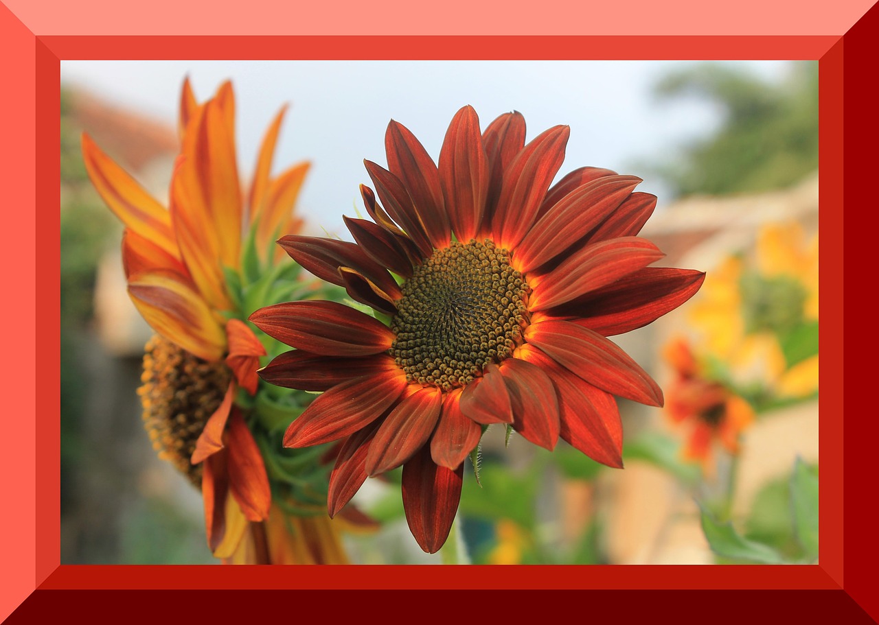 sunflower velvet border photo nature free photo