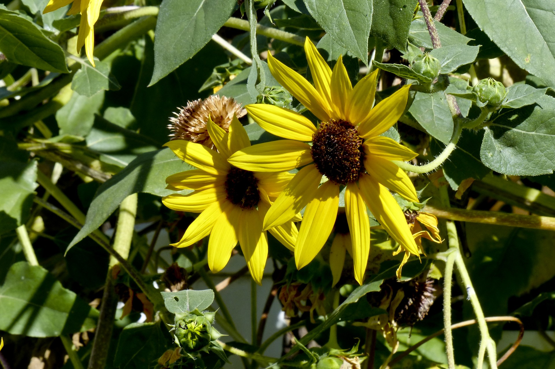 yellow flower sunflower free photo