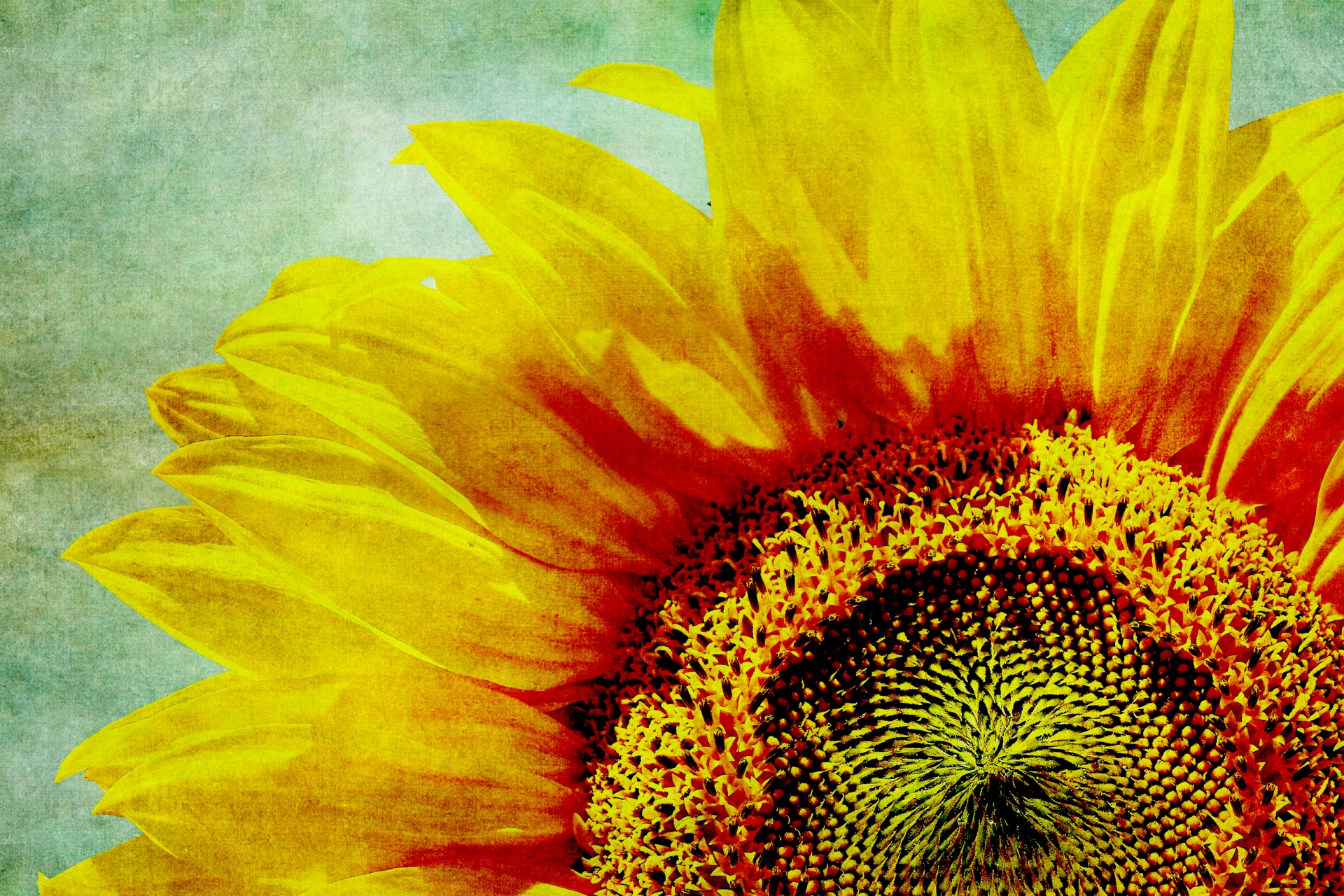 sunflower flower vintage free photo