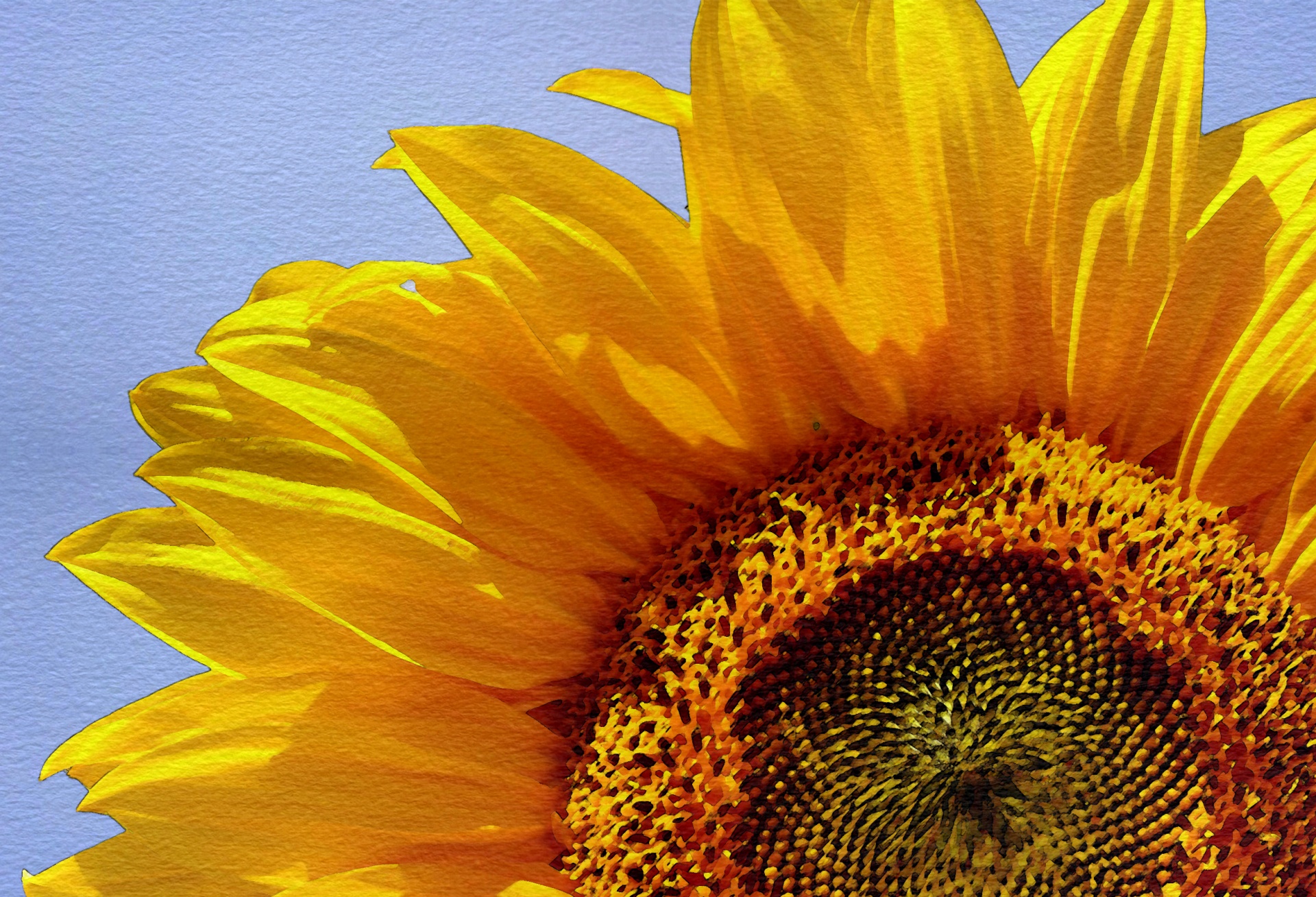 sunflower watercolor watercolour free photo