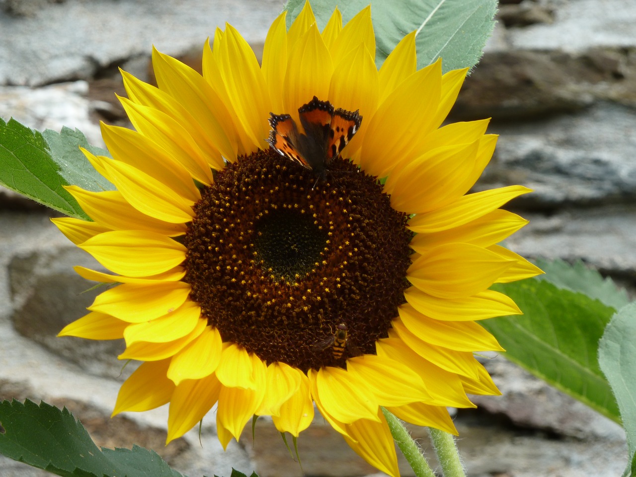 sunflower with butterfly sun flower blossom free photo