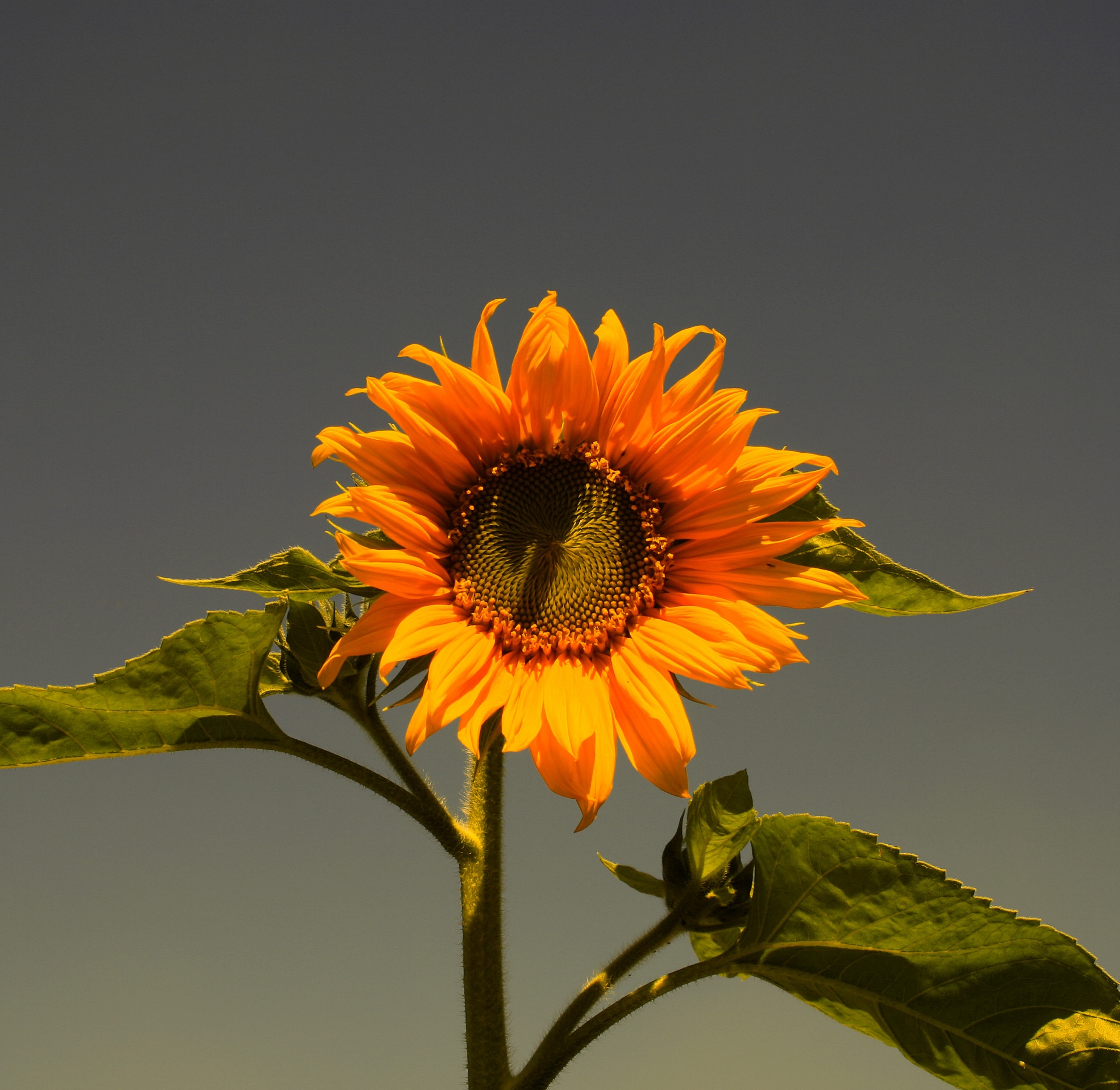 sky moody flower free photo