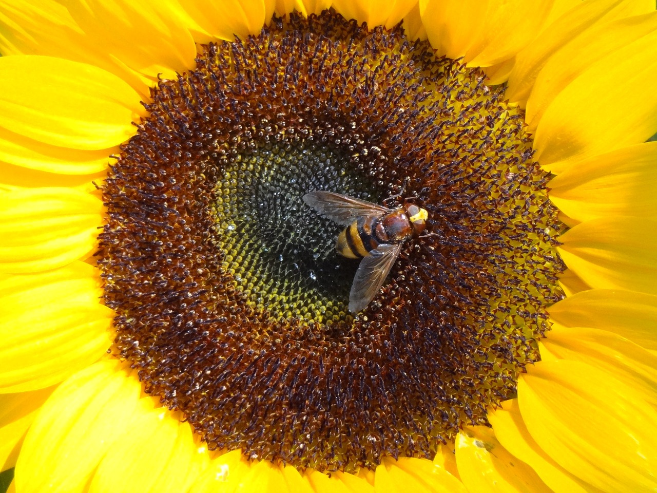 sunflower with insect flower insect free photo