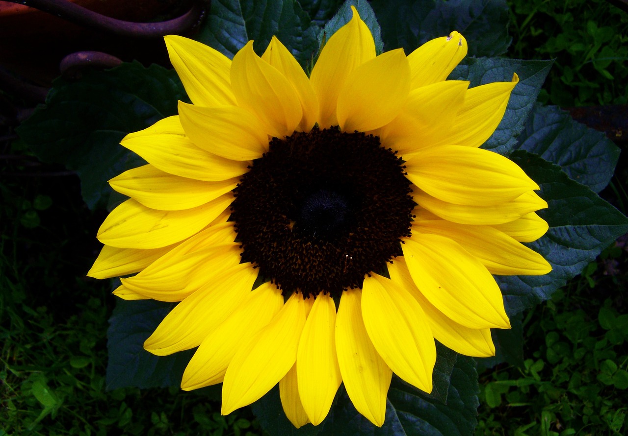 sunflower yellow ornamental sunflower sunflower garden free photo