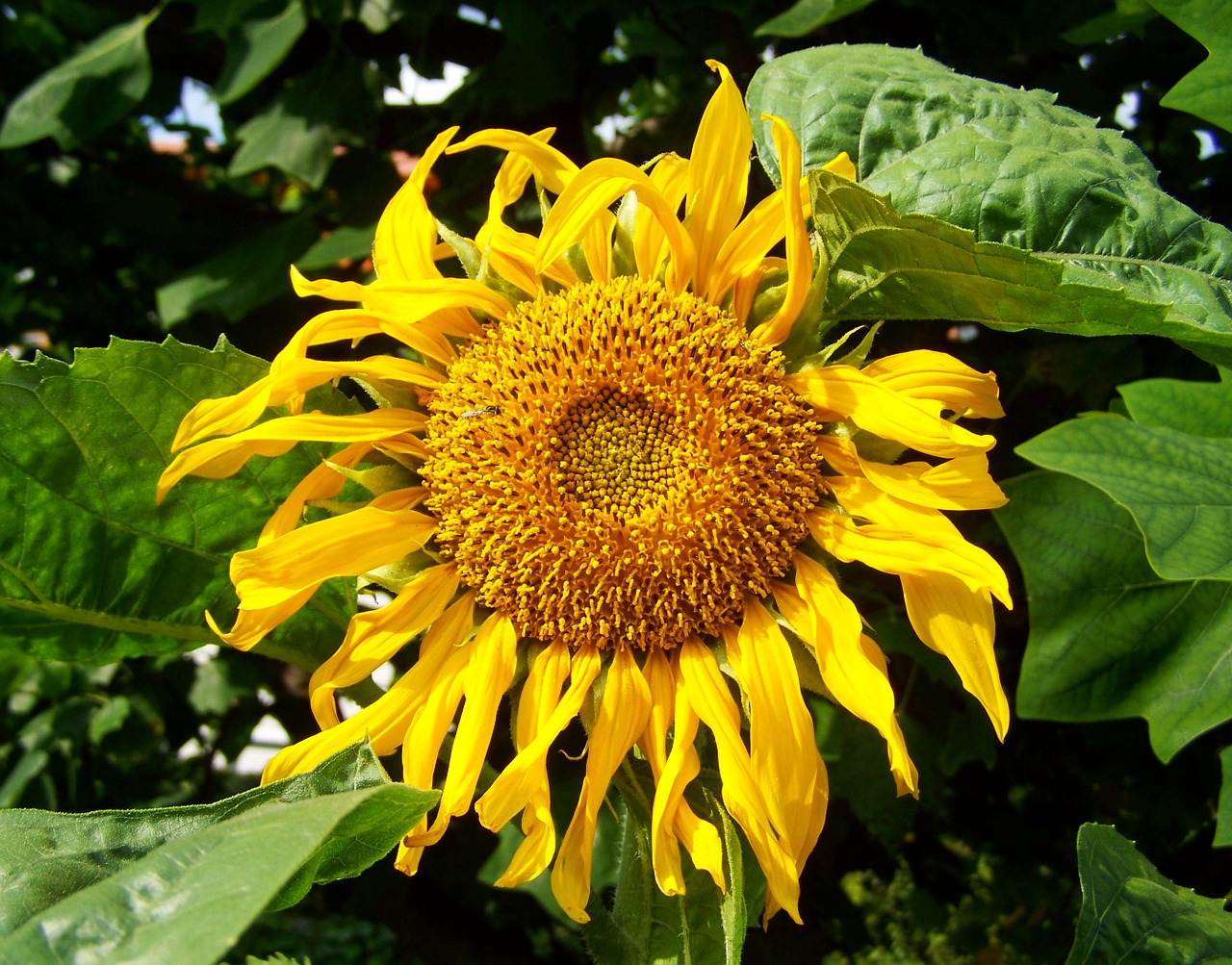 sunflower yellow sunflower garden ornamental sunflower free photo