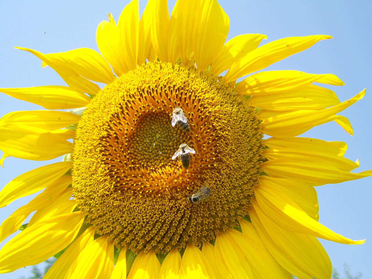 sunflower yellow bees pollination free photo