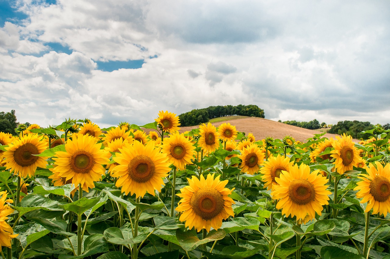 sunflowers field hill free photo