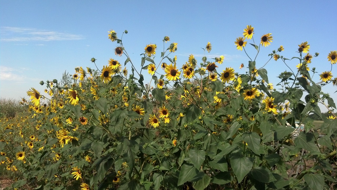 sunflowers flower field nature free photo