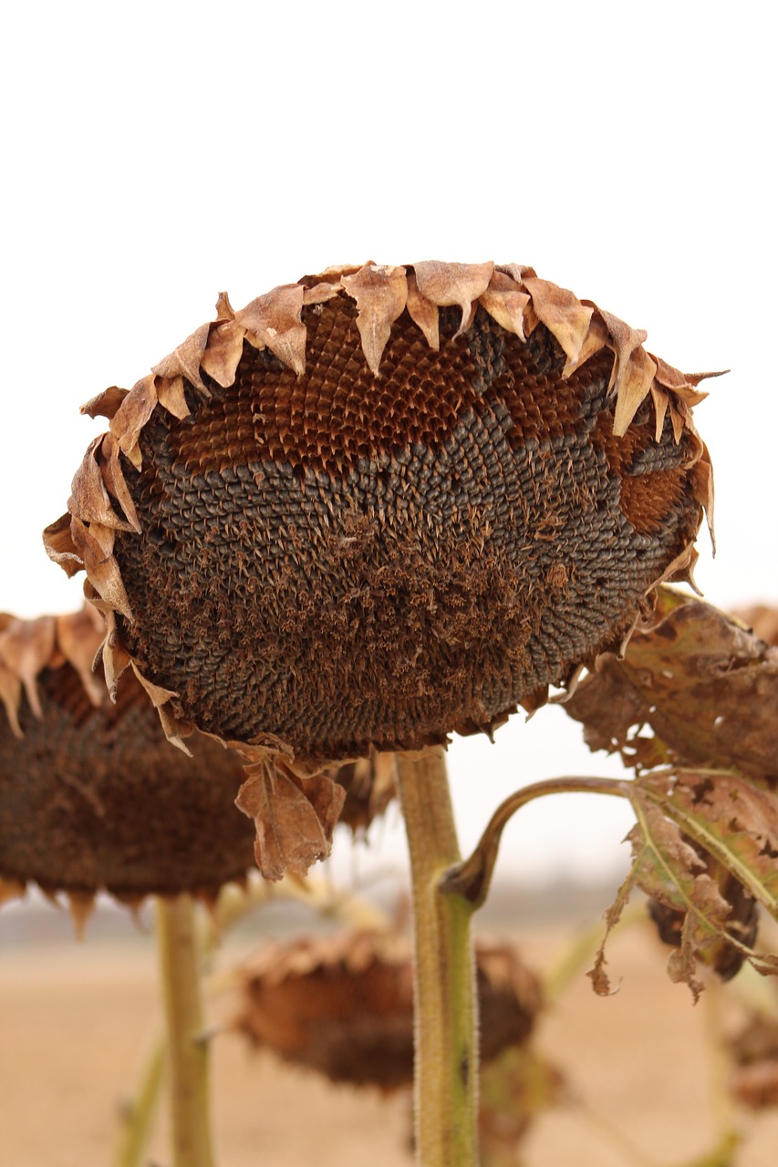 sunflowers fall harvest free photo