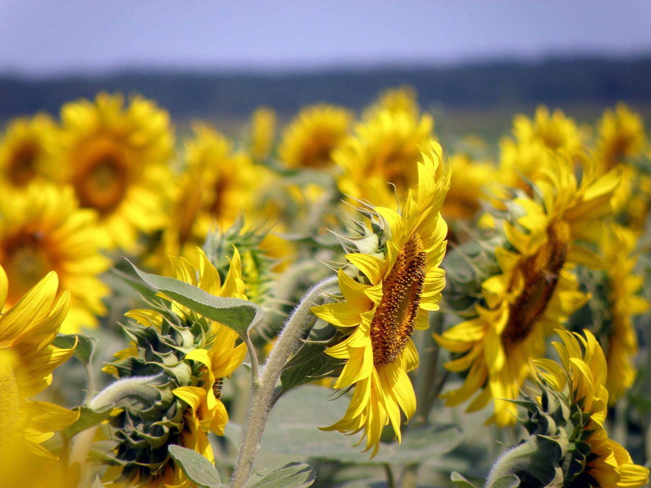 sunflowers field sunflower field free photo