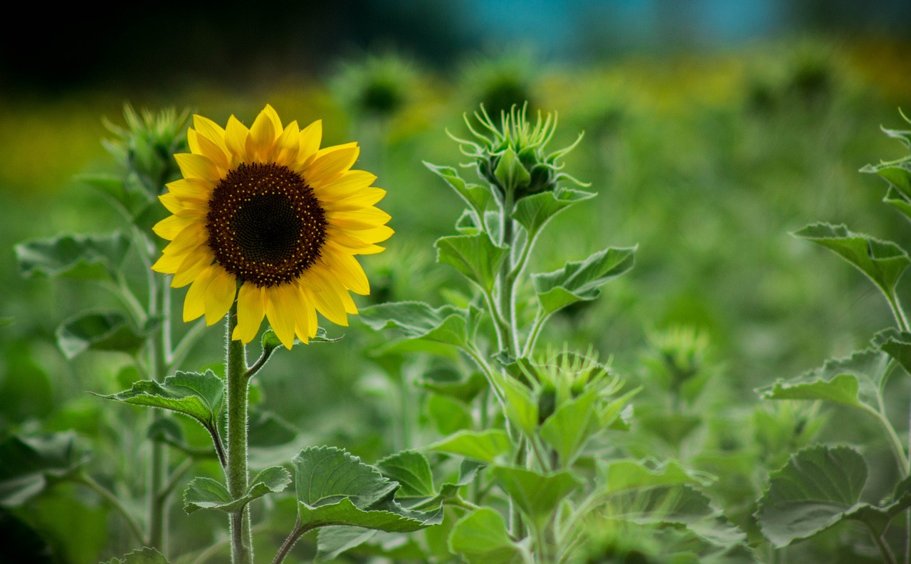 sunflowers field landscape free photo