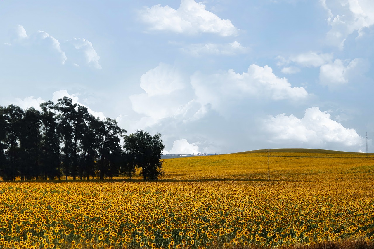 sunflowers sunflower nature free photo