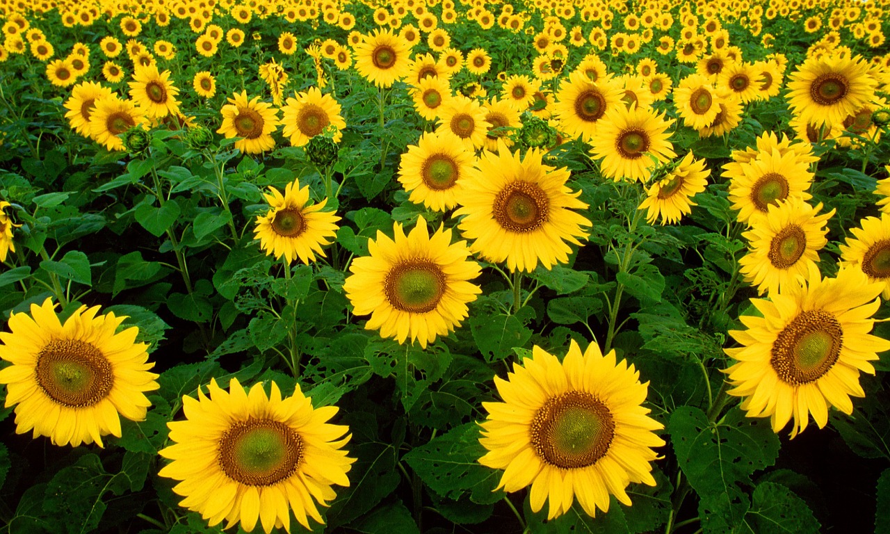 sunflowers flowers yellow free photo