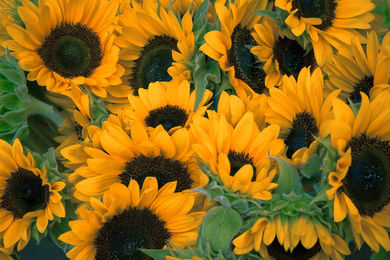 sunflowers flowers petals free photo