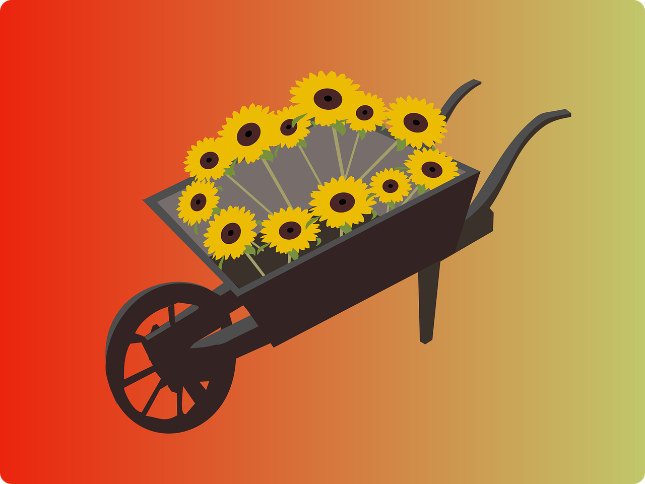 sunflowers wheelbarrow pushcart free photo