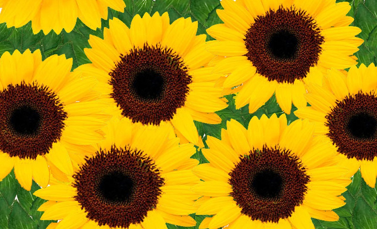 sunflowers yellow bright free photo