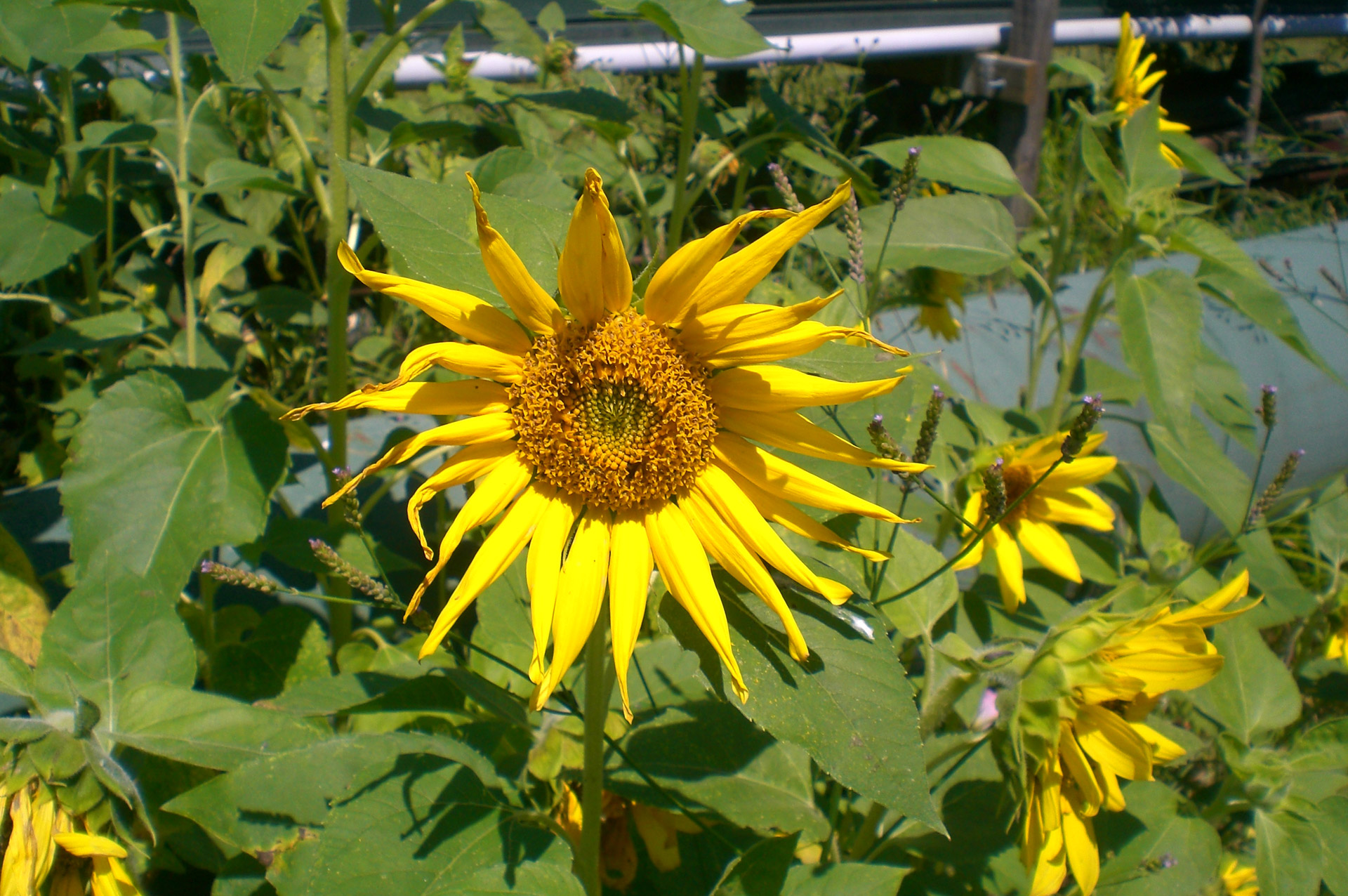 sunflower wildflower summer free photo