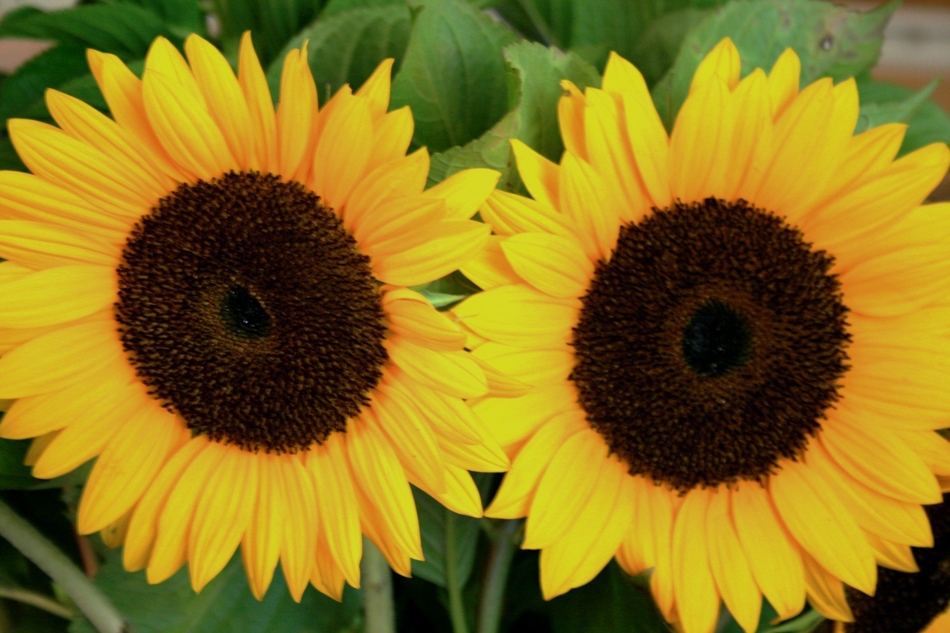 sunflowers large round free photo