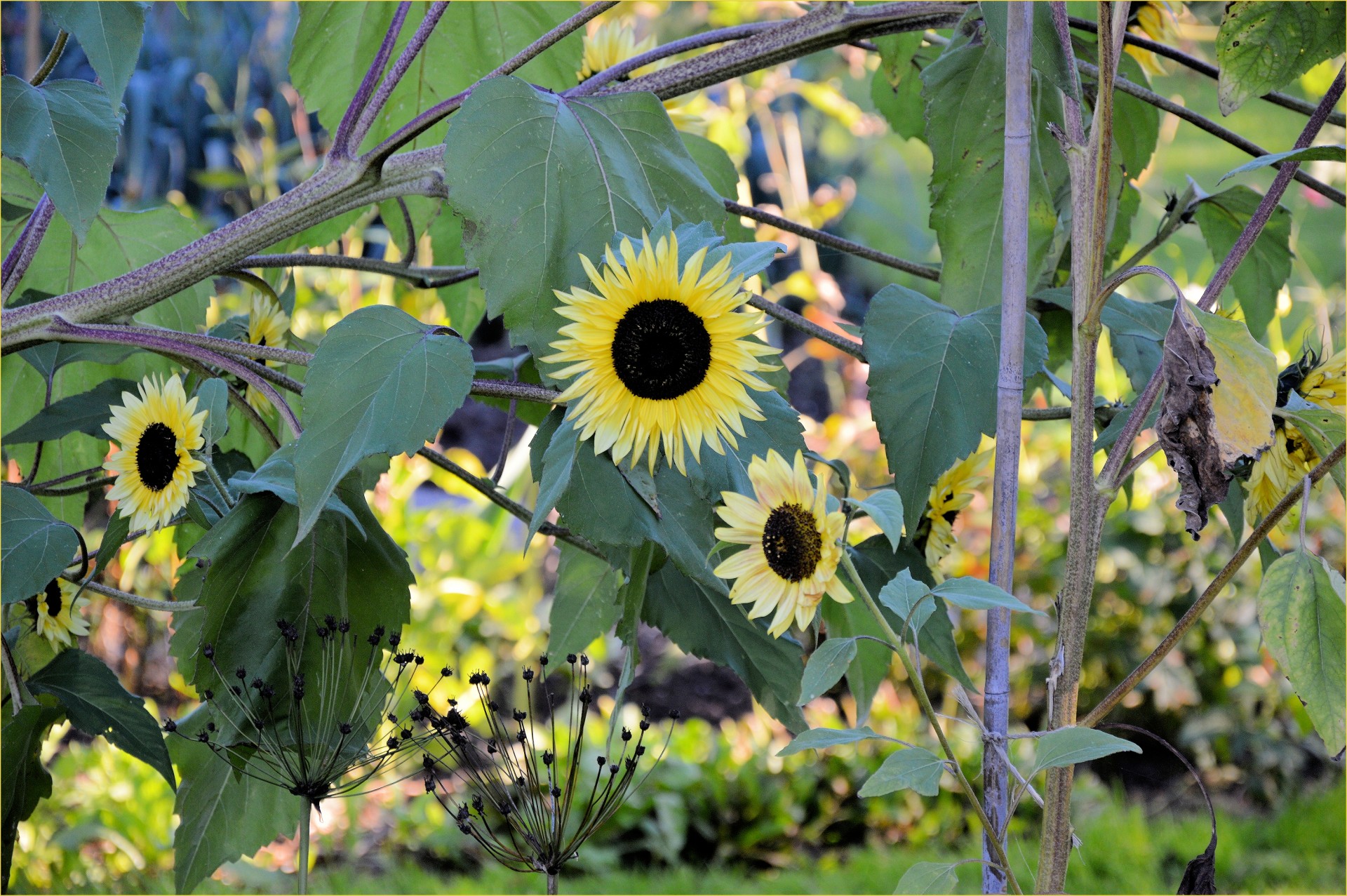 flower sunflower nature free photo