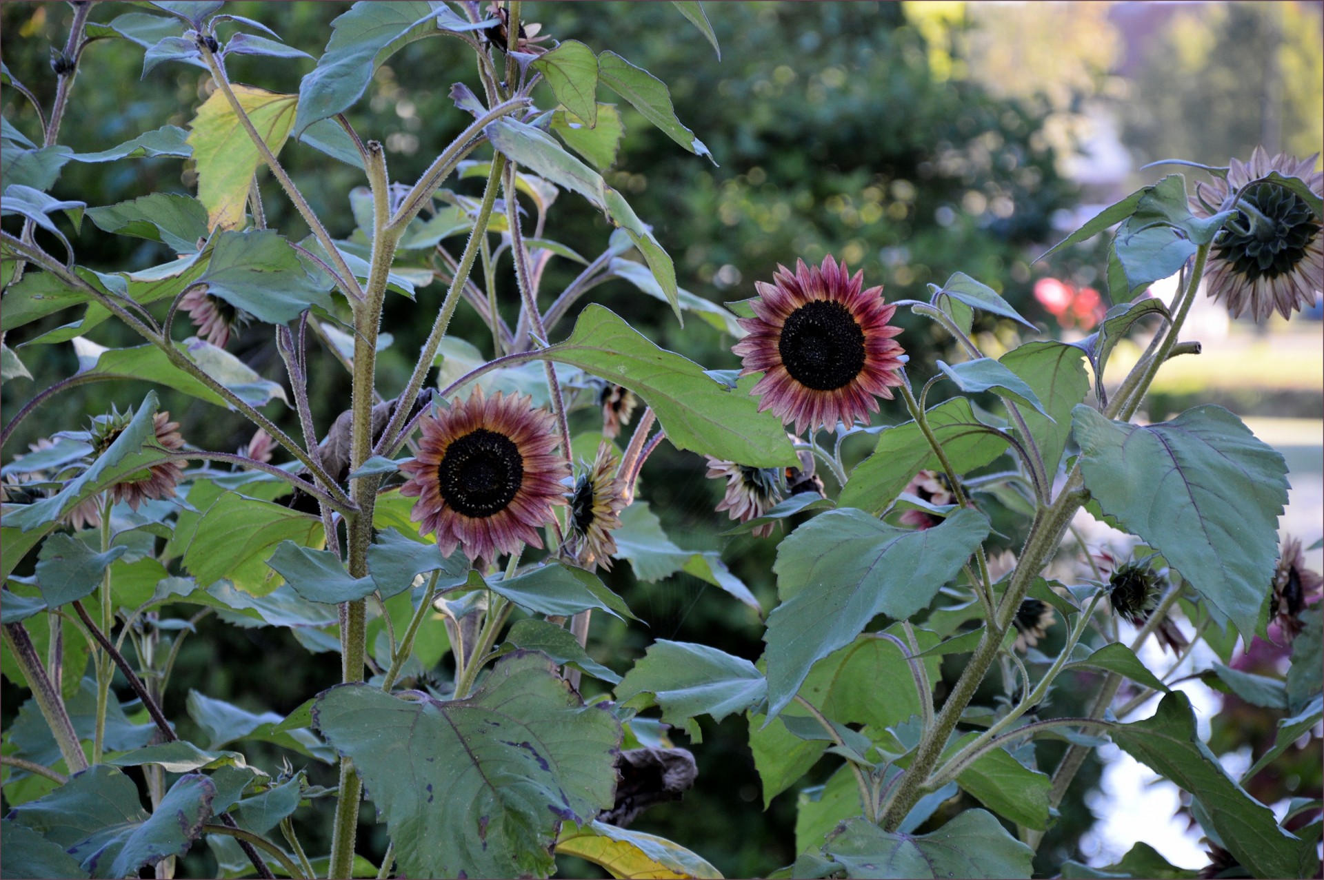 flower sunflower nature free photo