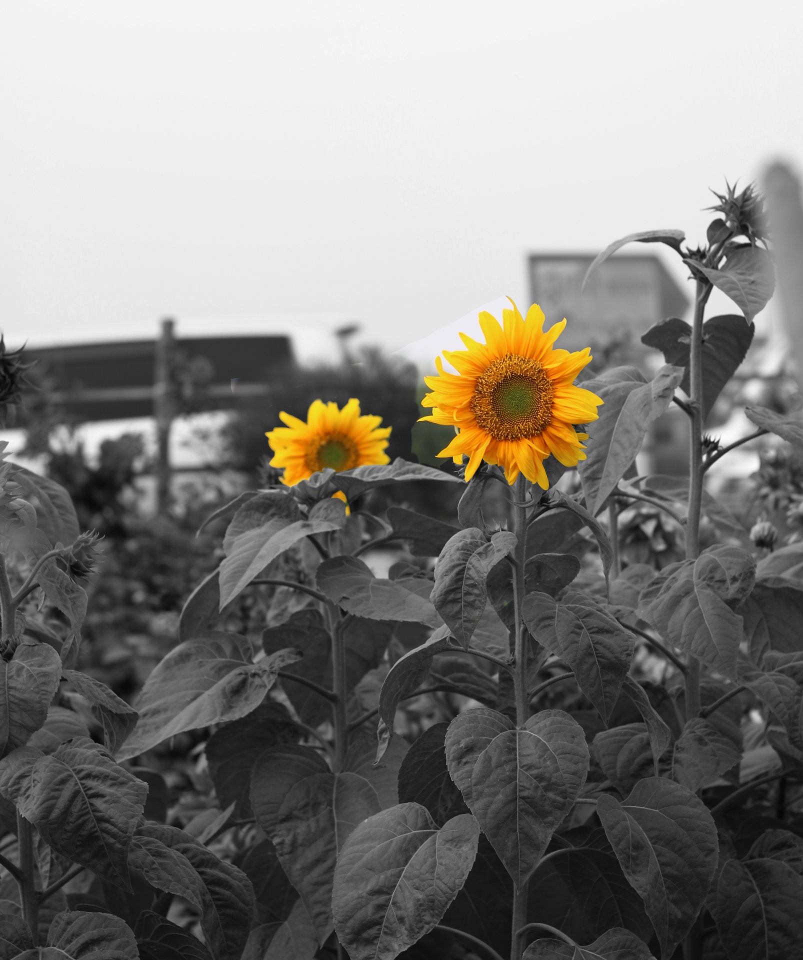 sunflower garden flowers free photo