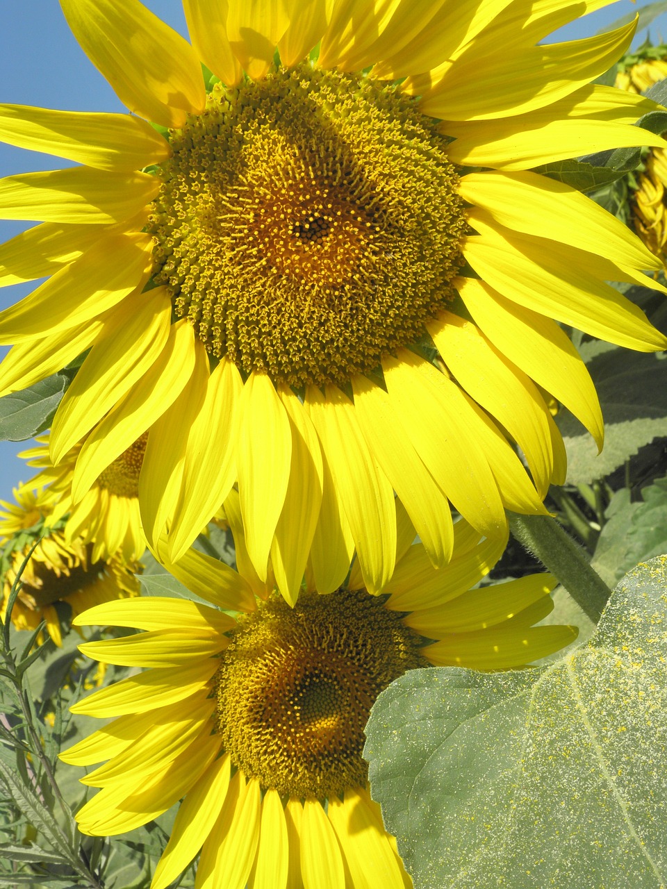 sunflowers summer colors free photo