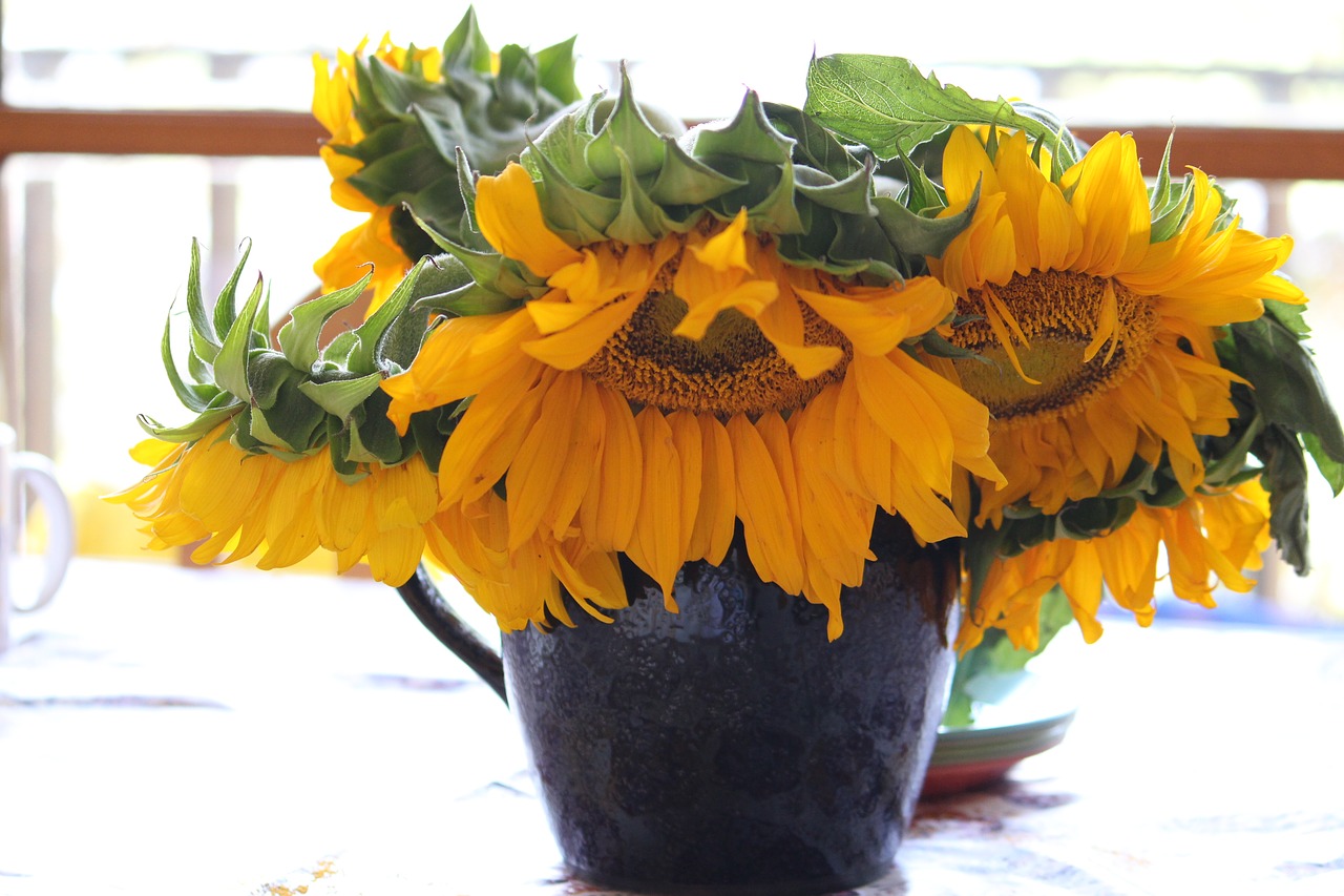 sunflowers flowers yellow free photo