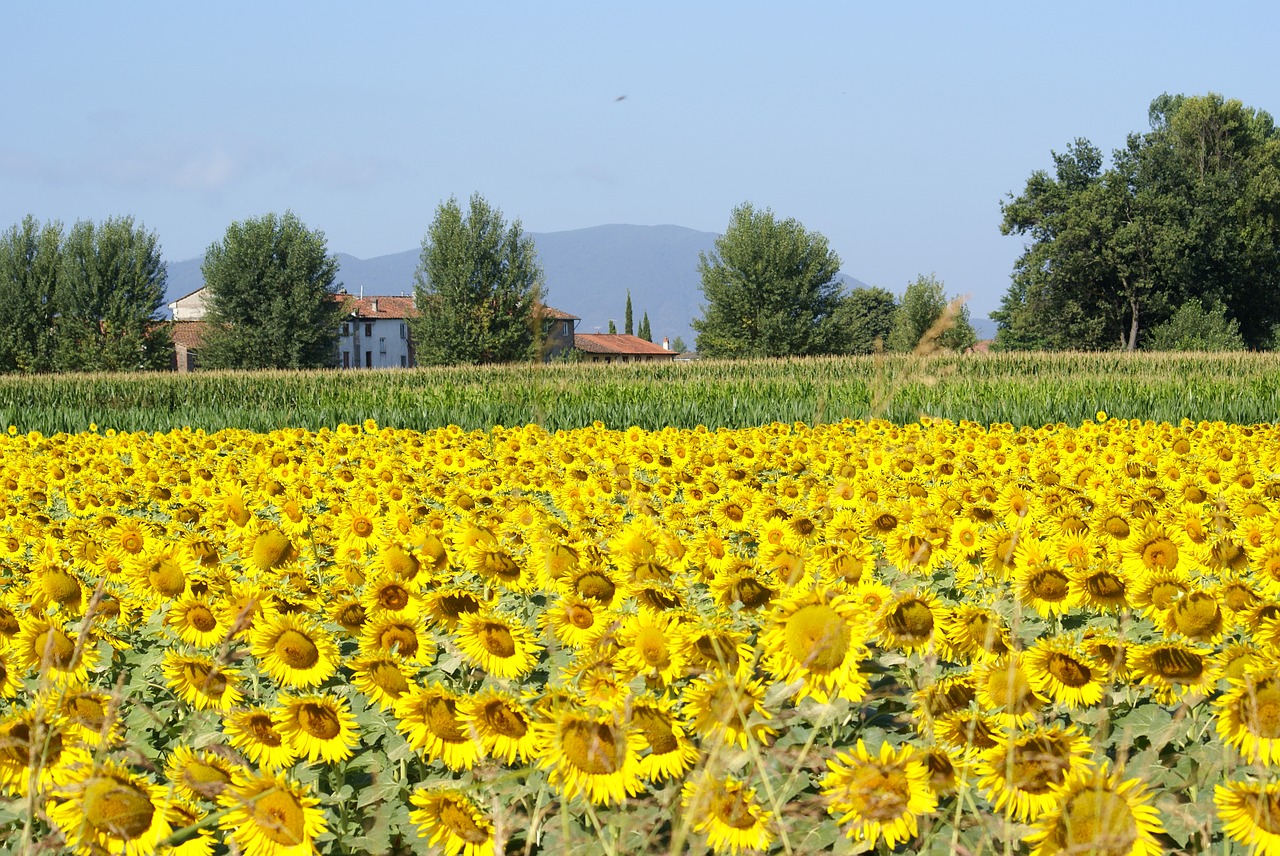 sunflowers field sky free photo