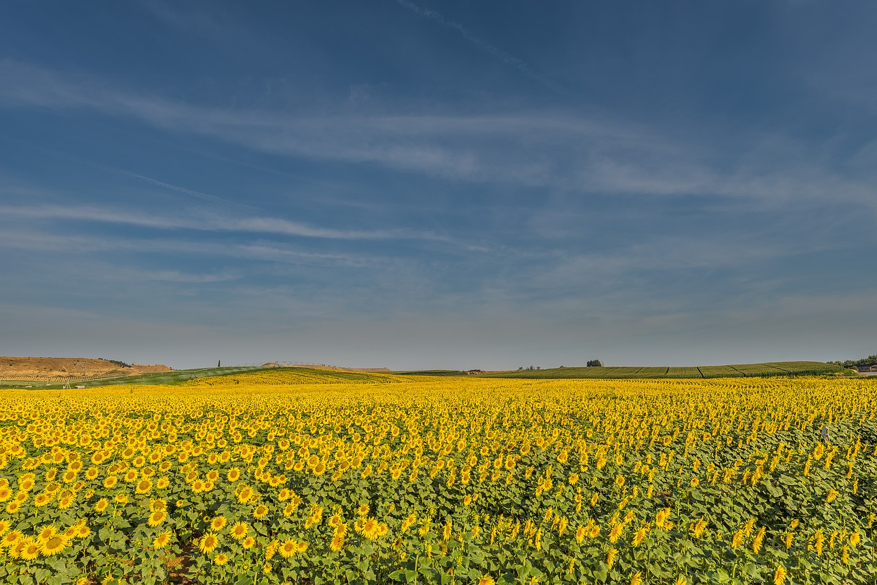 sunflowers flowers summer free photo