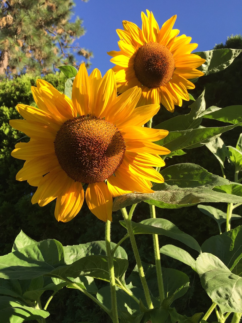 sunflowers summer garden free photo