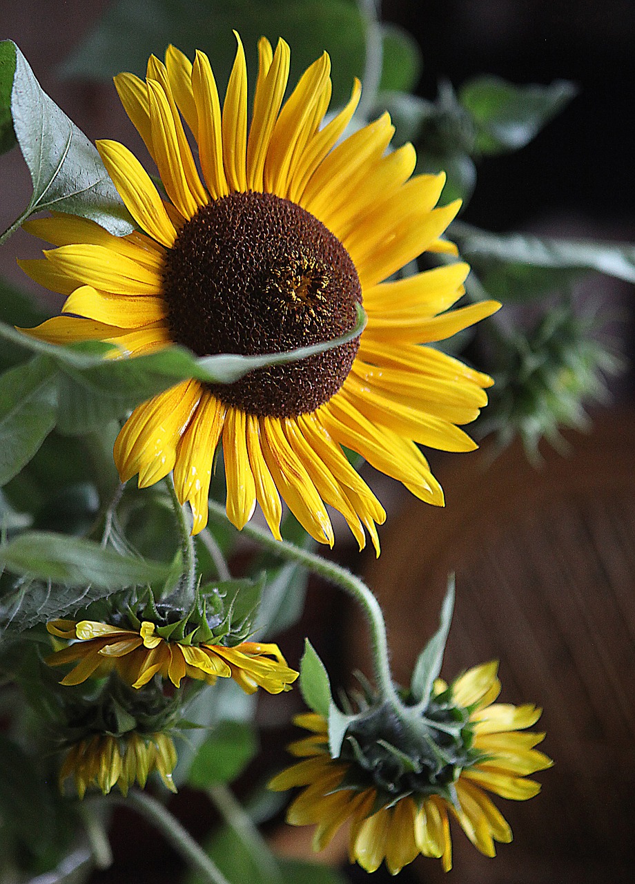 sunflowers flowers yellow flowers free photo