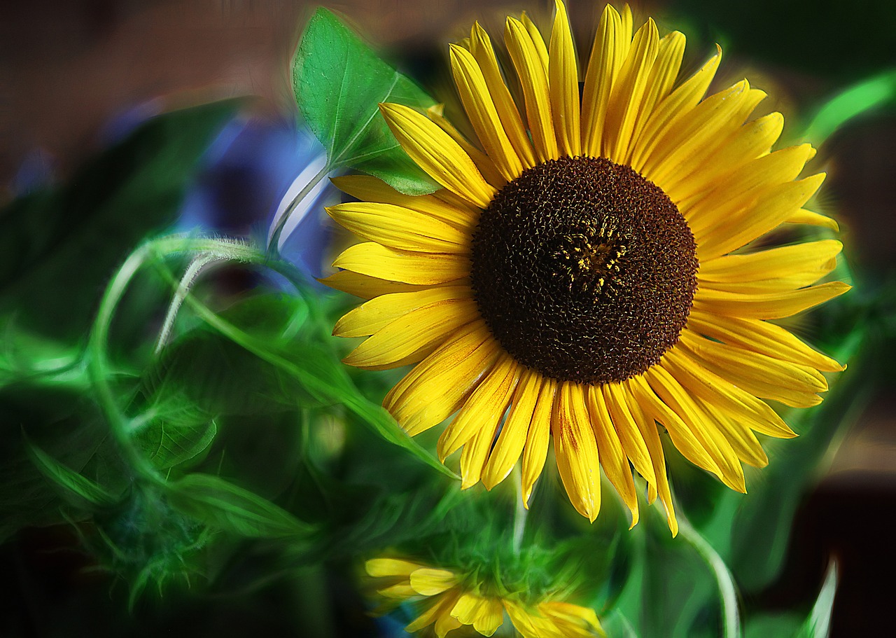 sunflowers flowers yellow flowers free photo