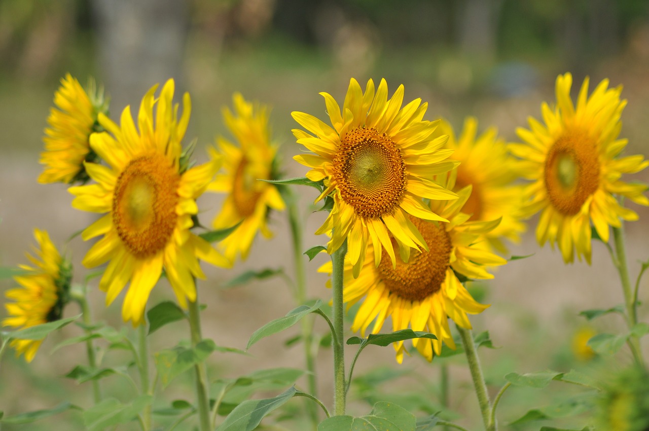 sunflowers field flowers free photo